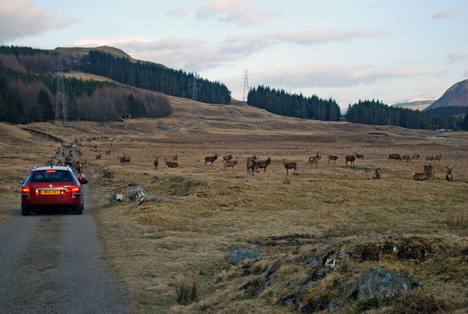 Red Deer on the way home